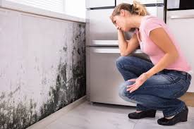 Why You Should Choose Our Mold Remediation Services in Clermont, FL